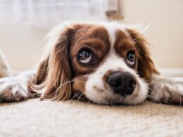 Nicienie u psa: Robaki jelitowe – objawy, leczenie i profilaktyka