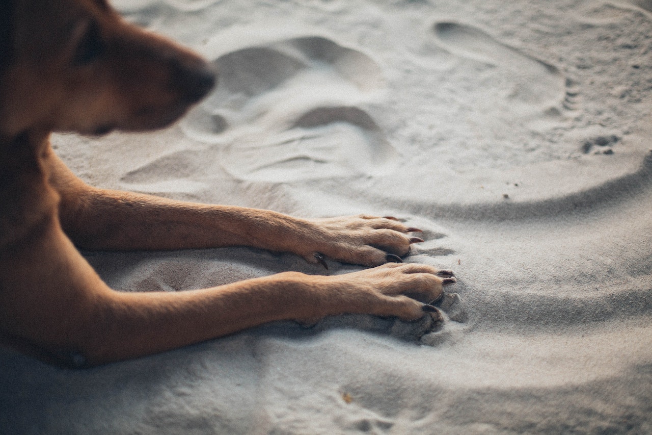 psie łapki leżące na plaży