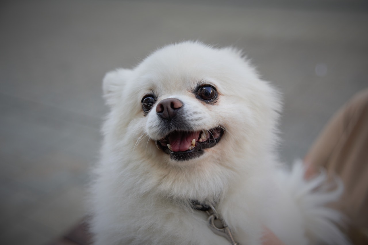 Nowotwór oka u psa: Przyczyny, objawy i leczenie | Petsy