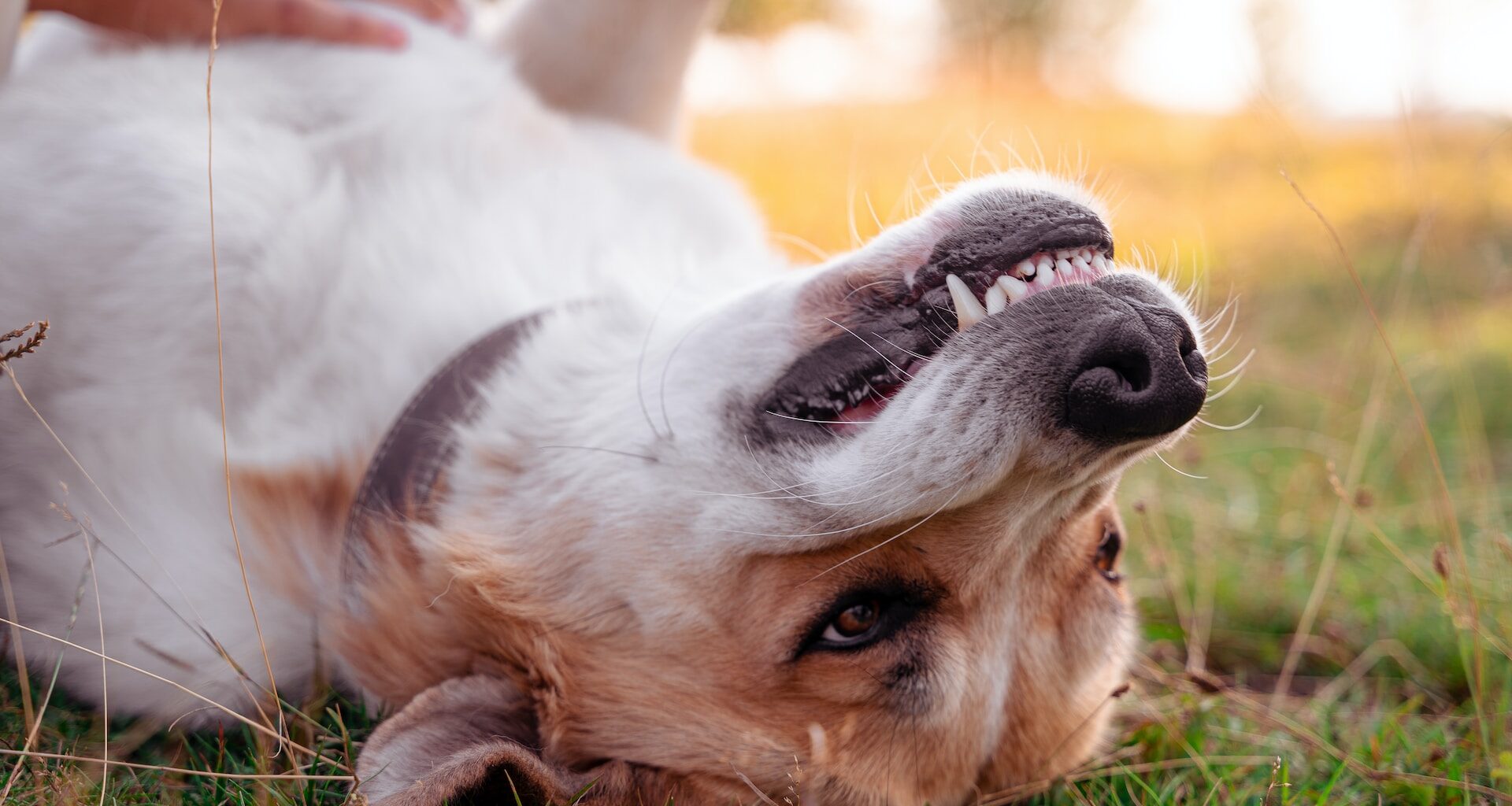 pies leżący na trawie na plecach