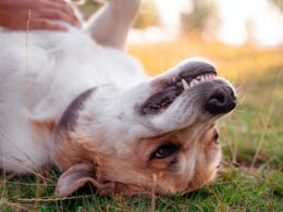 Prawidłowe uzębienie psa: Klucz do zdrowego uśmiechu