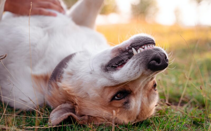 Prawidłowe uzębienie psa: Klucz do zdrowego uśmiechu