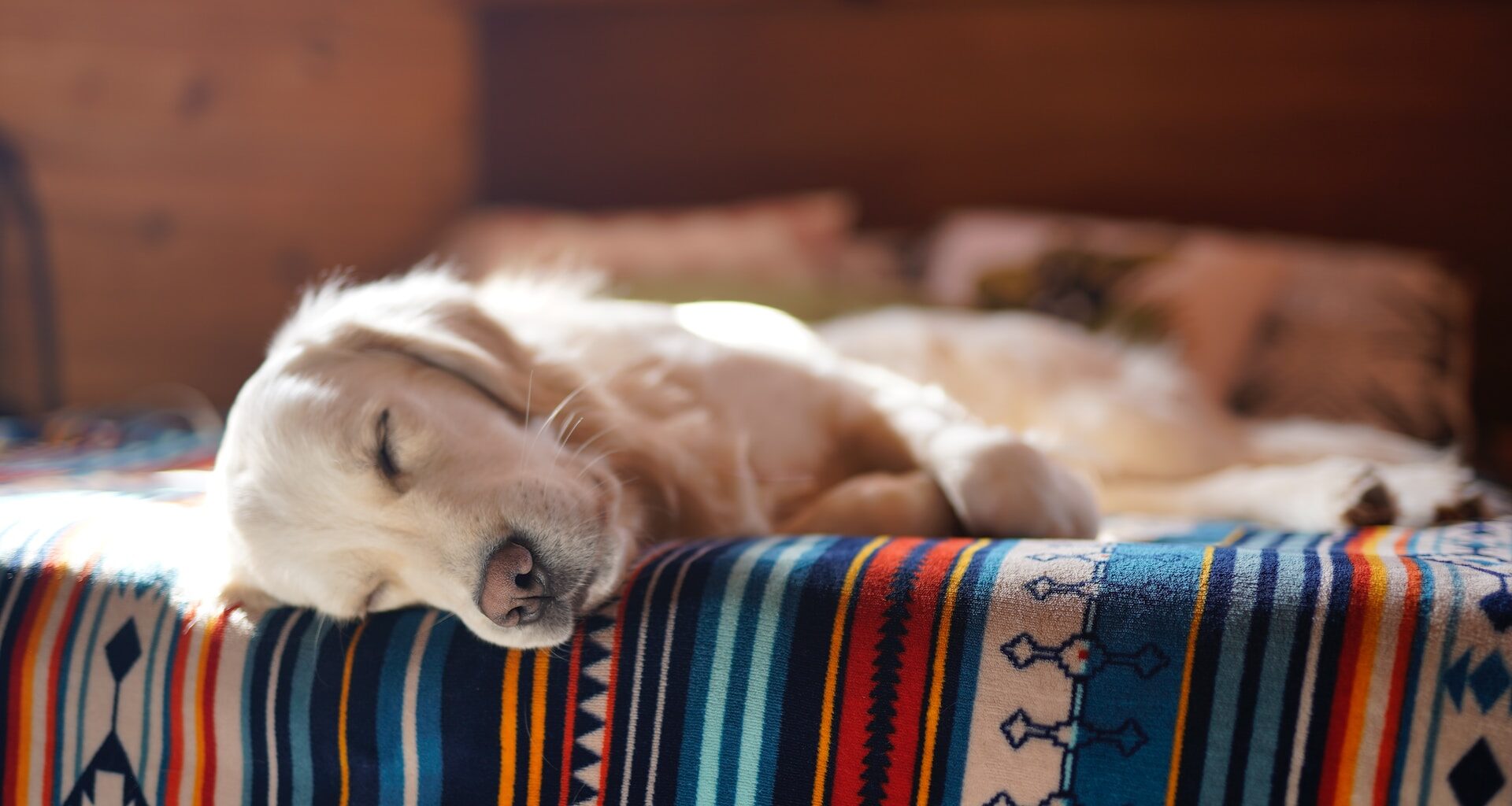 pies rasy golden retriever leżący na łóżku na kolorowej kapie w paski