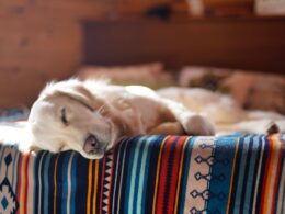 Przeziębienie u psa: Objawy, profilaktyka i leczenie