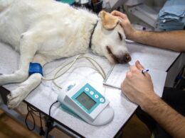 Nowotwory u psów: Najczęstsze rodzaje i metody diagnostyki