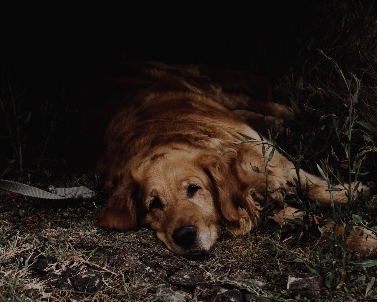 pies rasy golden retriever leży smutny na dworze