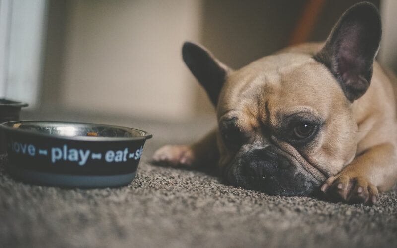 Skręt żołądka u psa: Objawy, leczenie i profilaktyka
