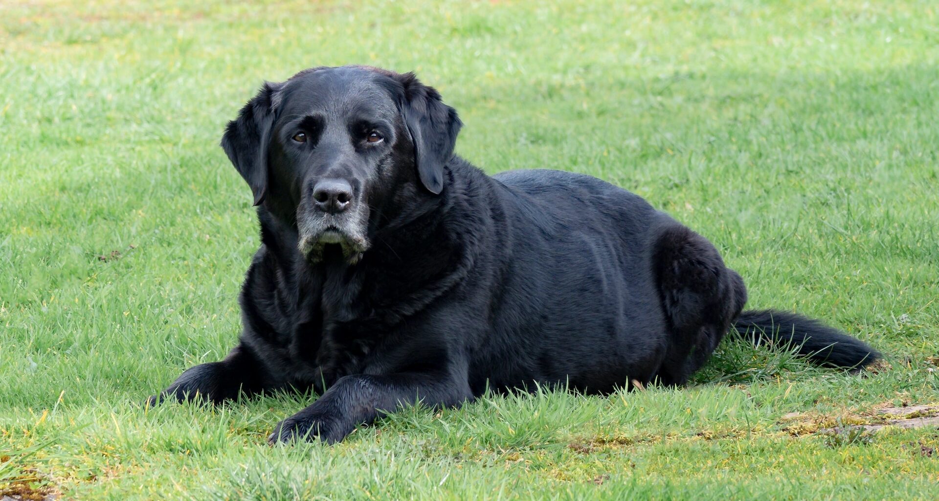 czarny, starszy pies leżący na trawie