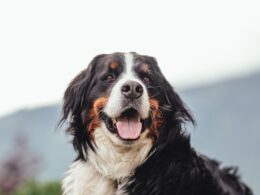 Szwajcarskie psy pasterskie: Rasy psów i charakterystyka czworonogów