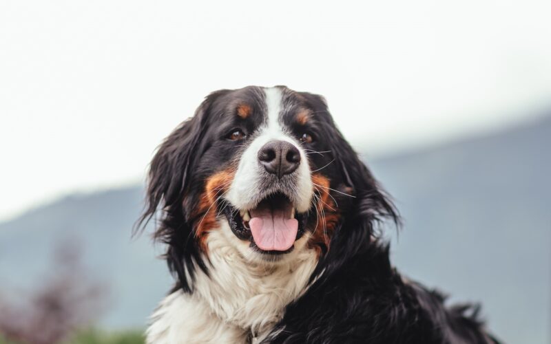 Szwajcarskie psy pasterskie: Rasy psów i charakterystyka czworonogów