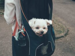 Torby dla psów małych ras: Praktyczne i stylowe rozwiązanie