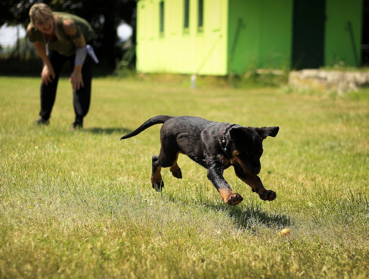 pies na treningu, skacze po trawie
