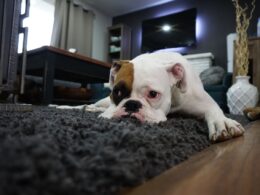 Włókniak u psa: Diagnoza, leczenie i rokowania