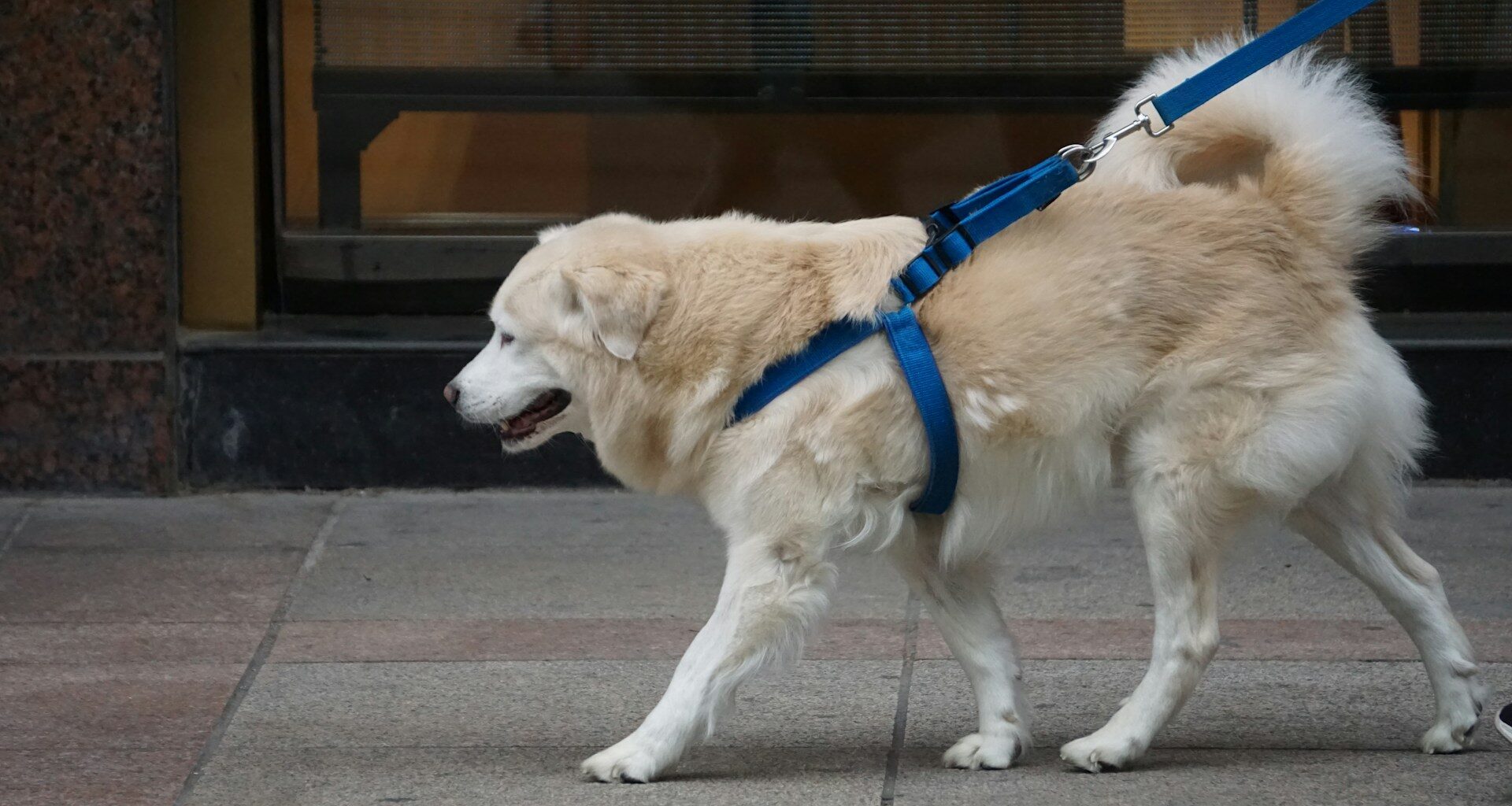 golden retriever na smyczy