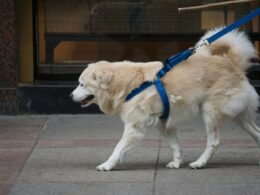 Spacer bez problemu: Jak oduczyć psa ciągnięcia na smyczy?