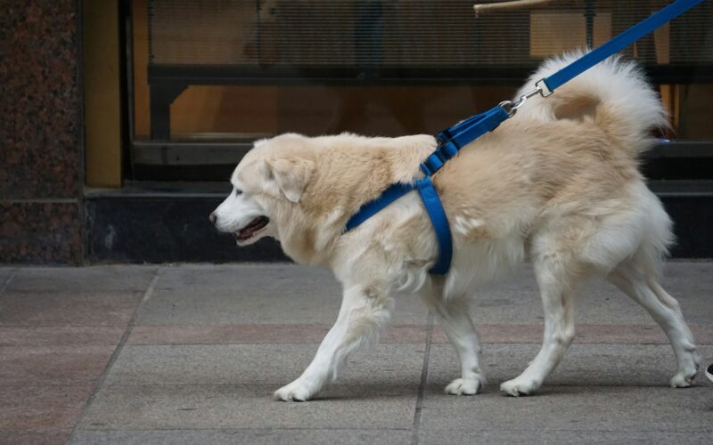 Spacer bez problemu: Jak oduczyć psa ciągnięcia na smyczy?
