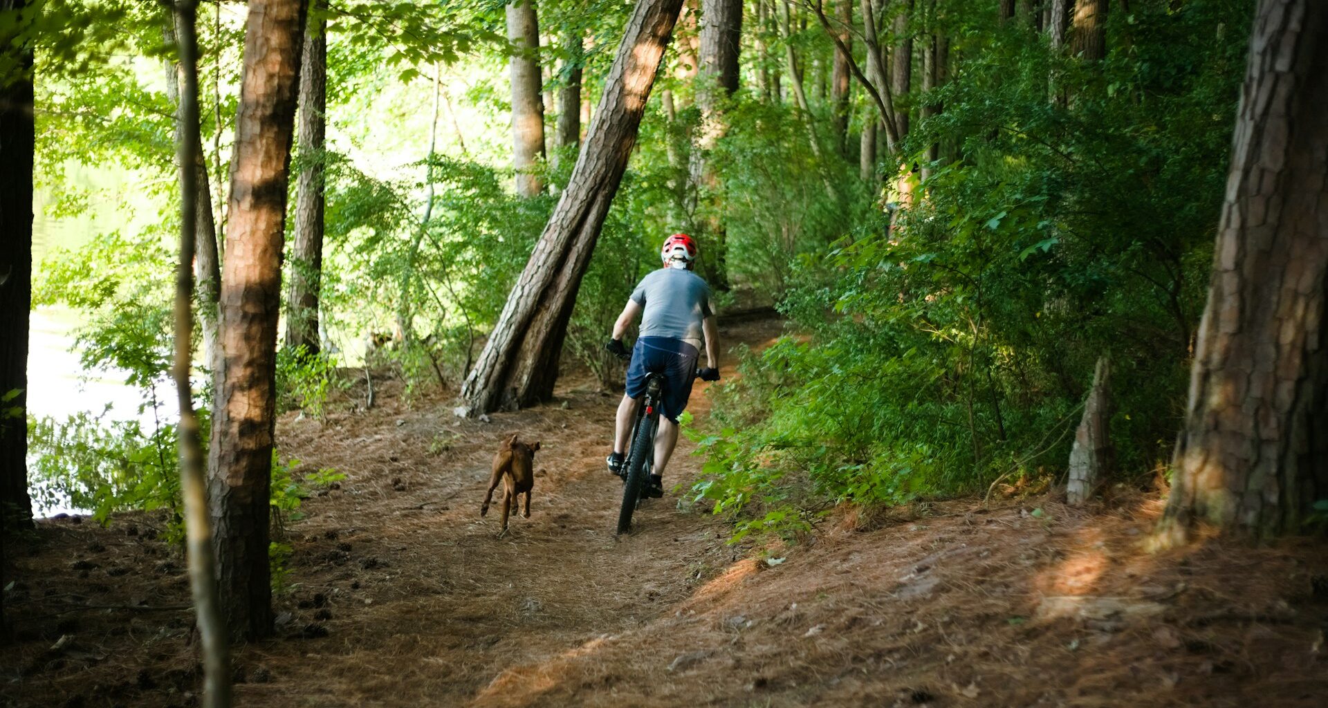 człowiek jadący na rowerze w lesie z psem