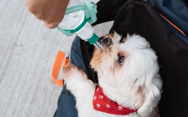 Żywienie psa: Czy Twój pies może pić mleko?