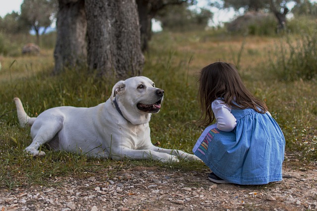 biały labrador leżący w lesie na ziemi, obok kuca mała dziewczynka