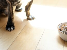 Dieta na bazie kaszy dla psa: Odmiany korzystne dla zdrowia pupila