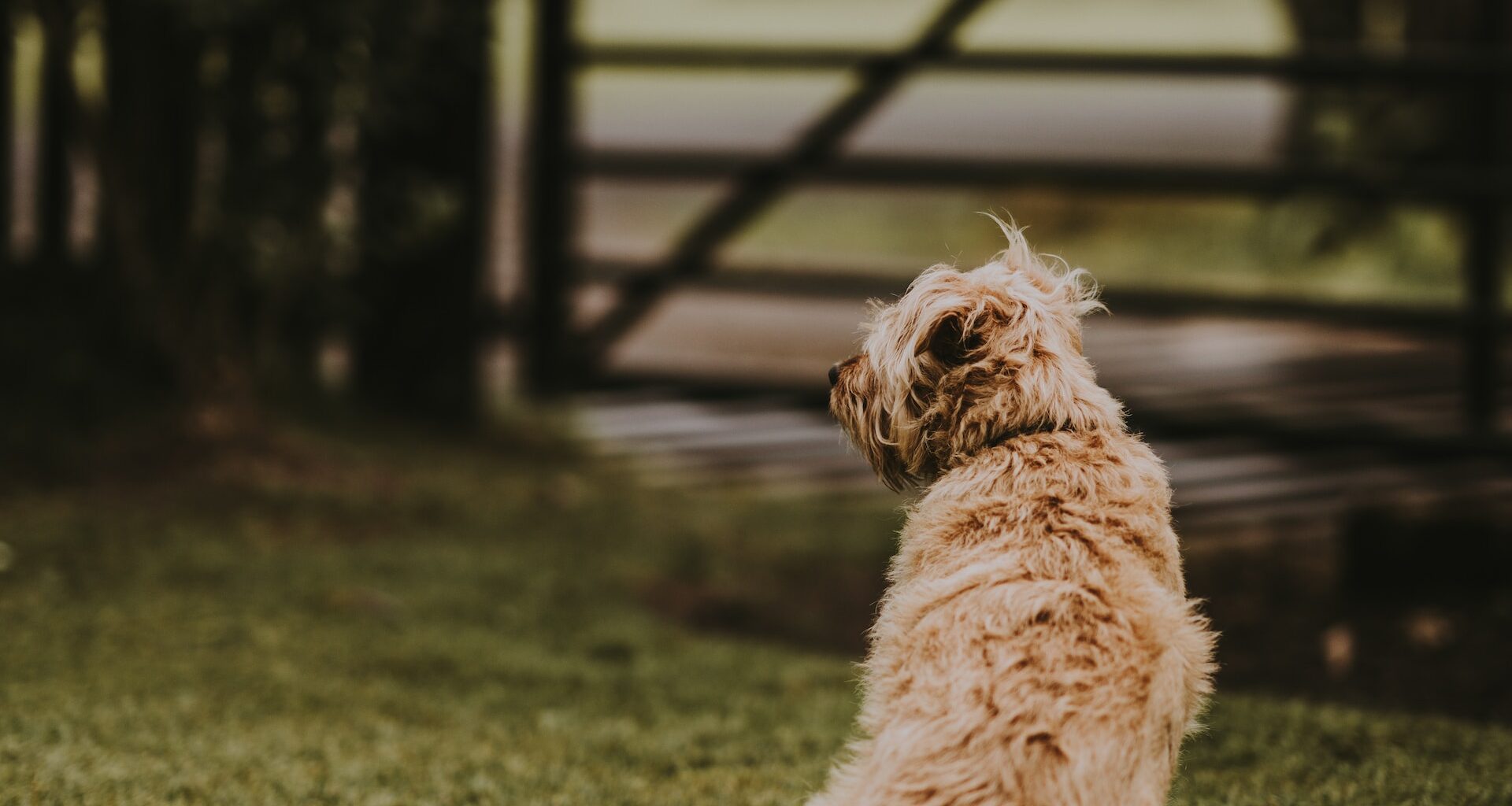 średni, jasny pies siedzący na trawie przy płocie