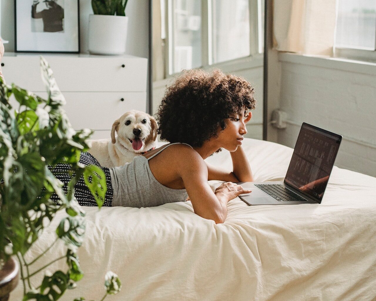 pies leżący na łóżku ze swoją właścicielką, która robi coś na laptopie