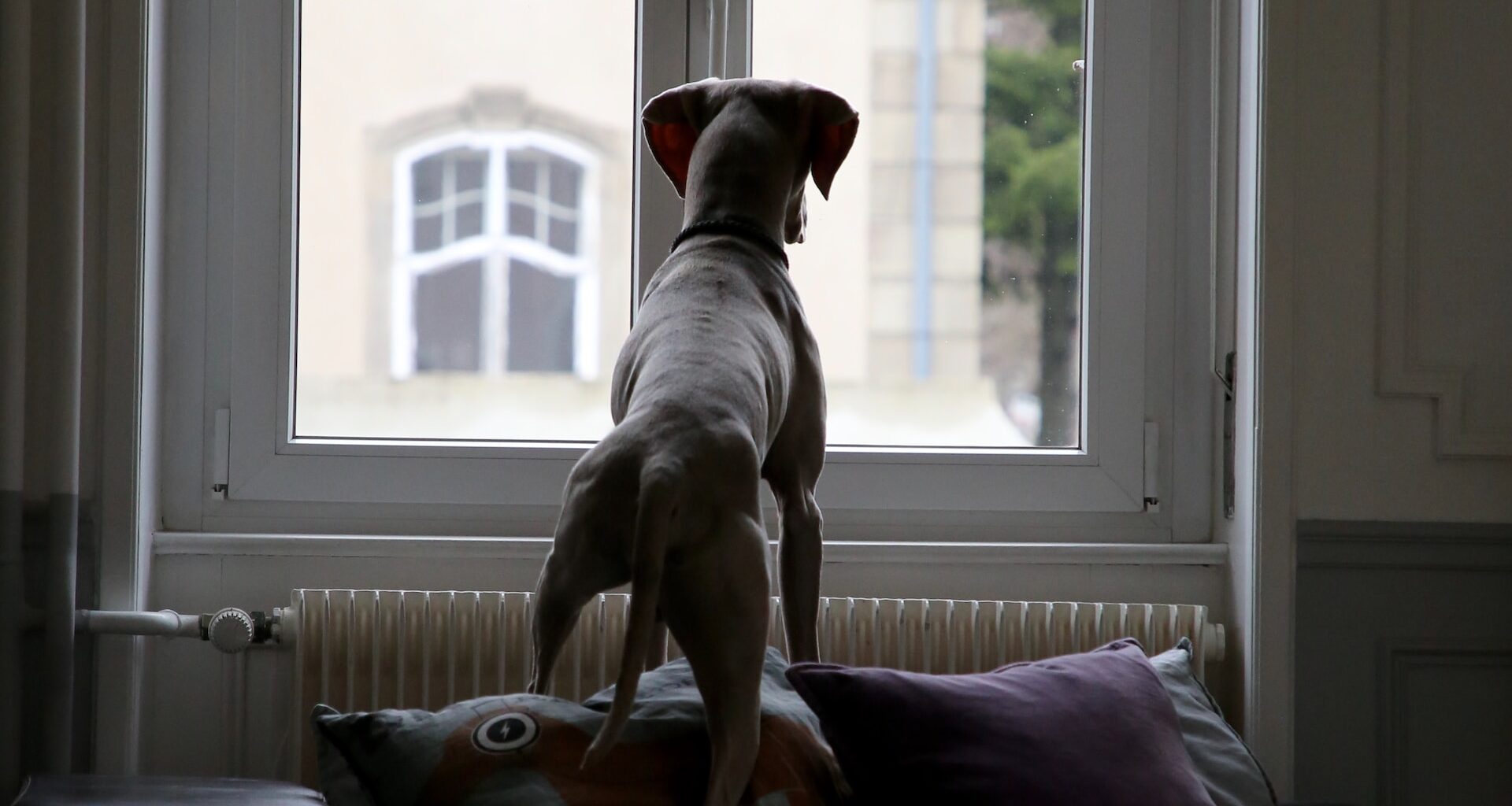 średni pies stojący na kanapie i patrzący przez okno