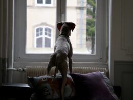 Nauka czystości pupila: Dlaczego pies znaczy teren w domu i jak temu zaradzić