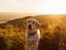 Dlaczego psy jedzą odchody: Skuteczne sposoby na walkę z koprofagią