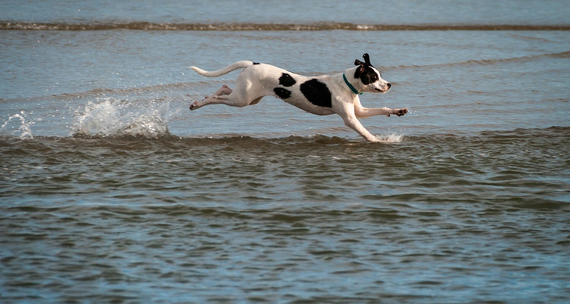 pies wskakujący do wody