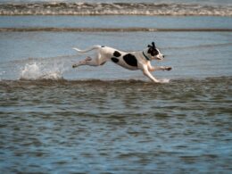 Latające psy: Czym jest dog diving? Pasja i wyskoki w wodzie