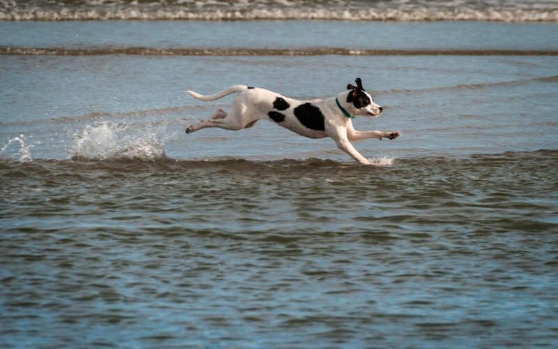 Latające psy: Czym jest dog diving? Pasja i wyskoki w wodzie