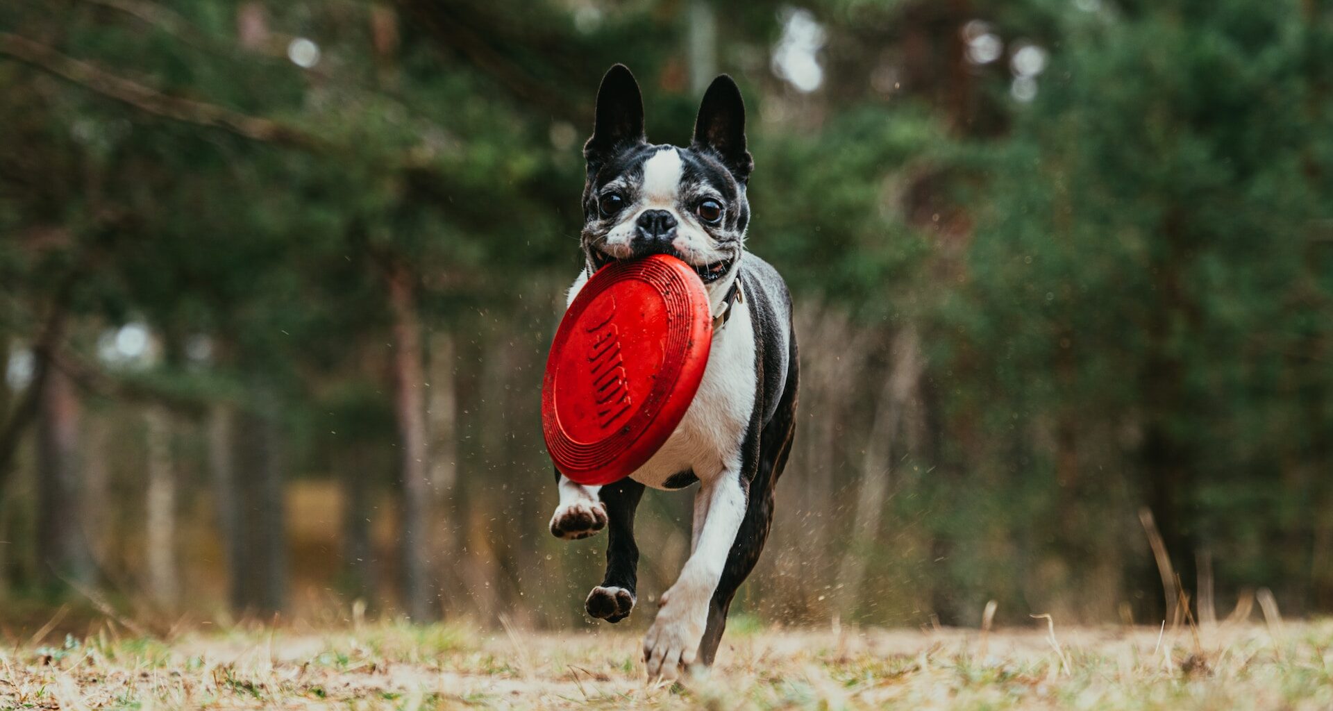 biało-czarny pies, który biegnie do przodu i trzyma w mordce frisbee