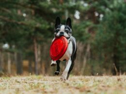 Dogfrisbee dla początkujących: Jak rozpocząć trening z psem i wybrać frisbee