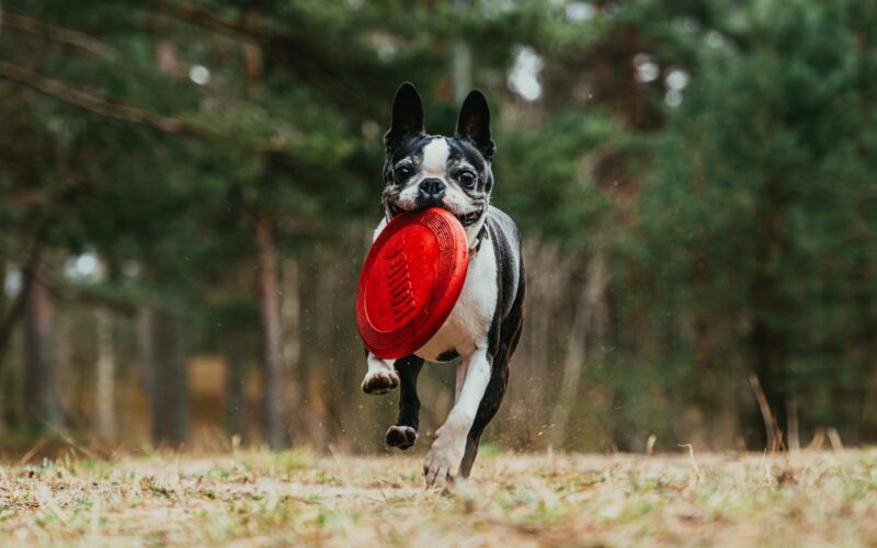 Dogfrisbee dla początkujących: Jak rozpocząć trening z psem i wybrać frisbee