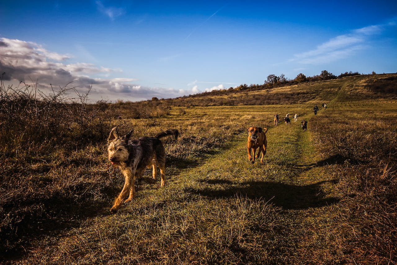 kilka psów małych i dużych biegnie ścieżką na polu