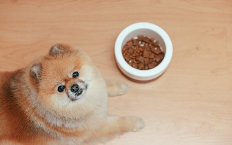 Gotowanie posiłków dla psa: Co powinno zawierać domowe jedzenie Twojego psa?