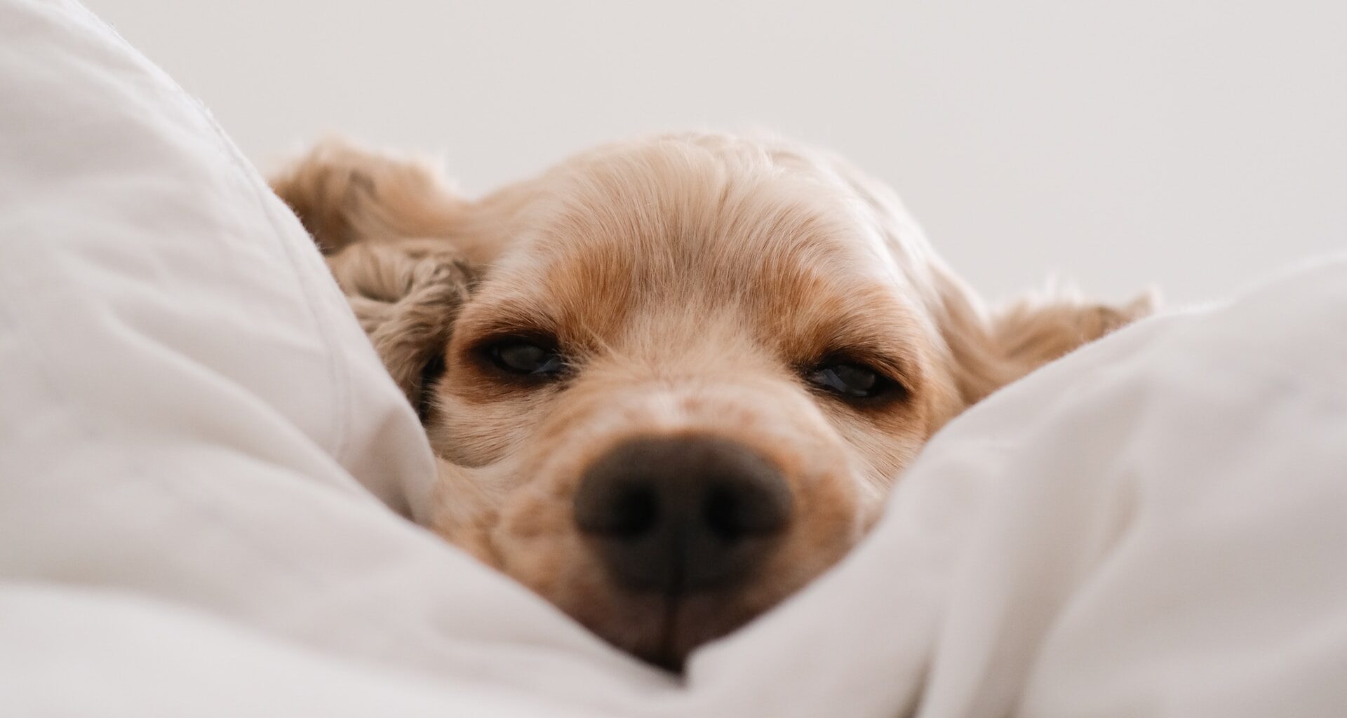 mały labrador retriever leżący na łóżku w białej pościeli