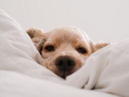 Ile powinien spać pies? Zdrowy sen Twojego czworonoga