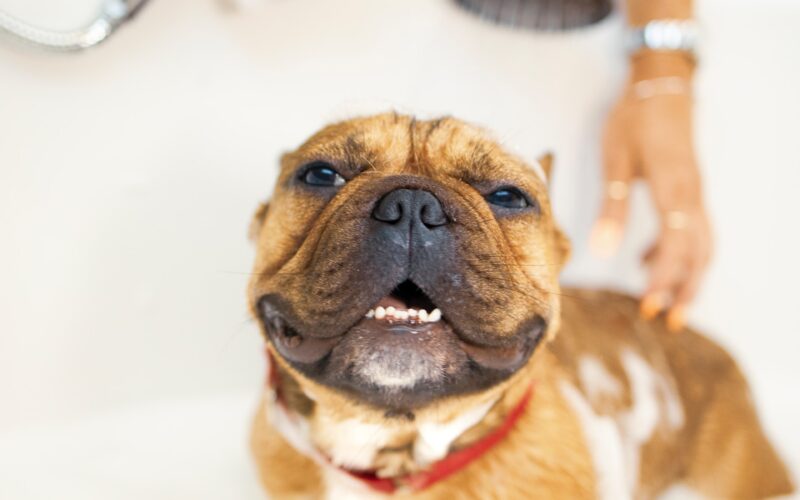 Jak kąpać psa: Praktyczny poradnik dla właścicieli