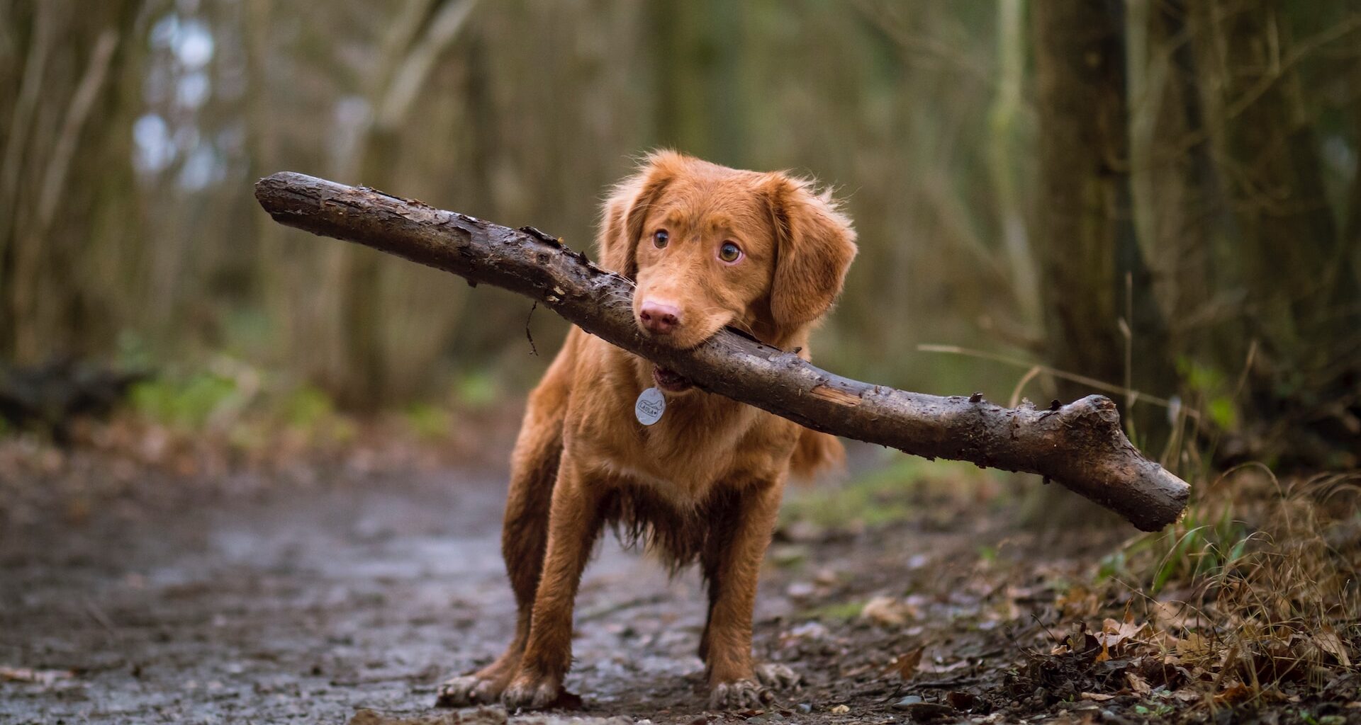 brązowy pies, w lesie, z kijem w pysku