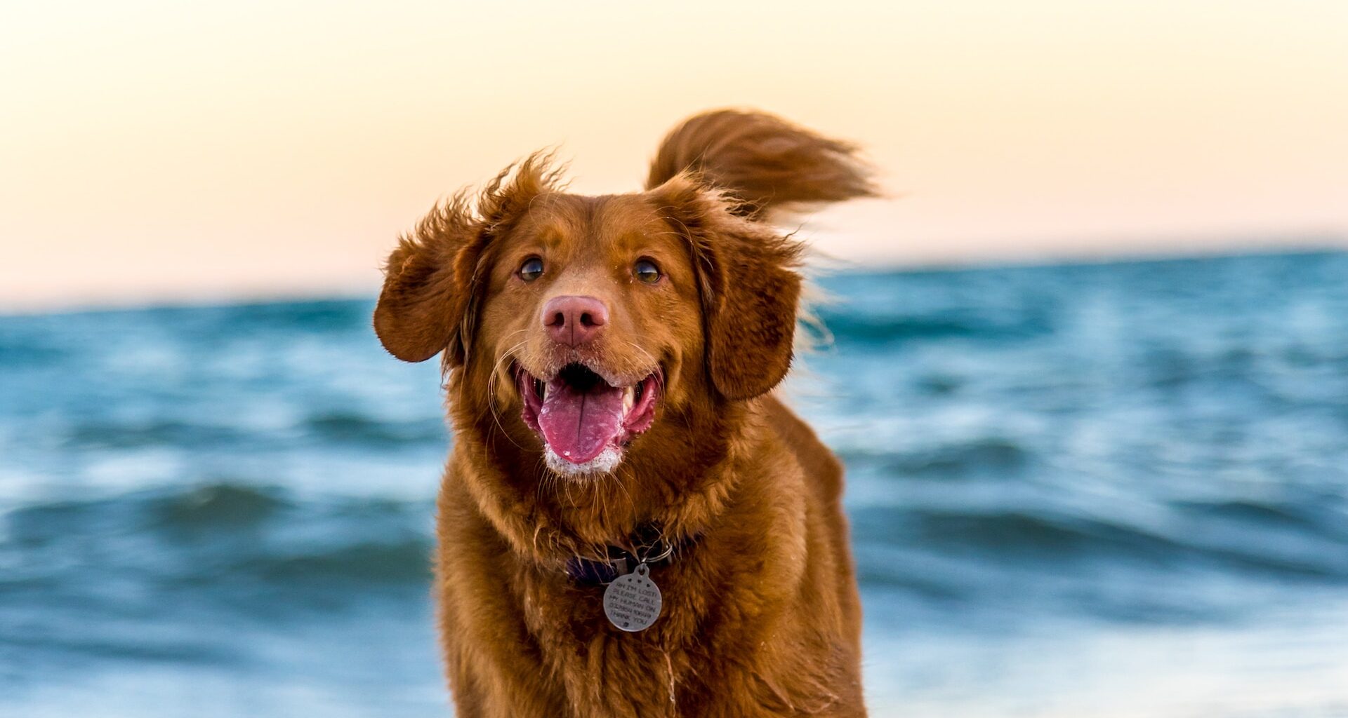 brązowy pies nad morzem, przy brzegu