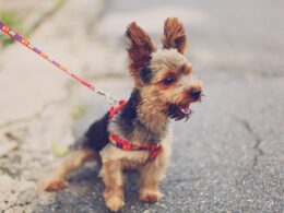 Jak oduczyć psa nadmiernego szczekania: Skuteczne metody i porady