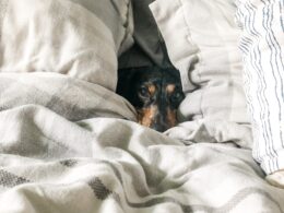Jak oduczyć psa spania w łóżku? Praktyczne porady