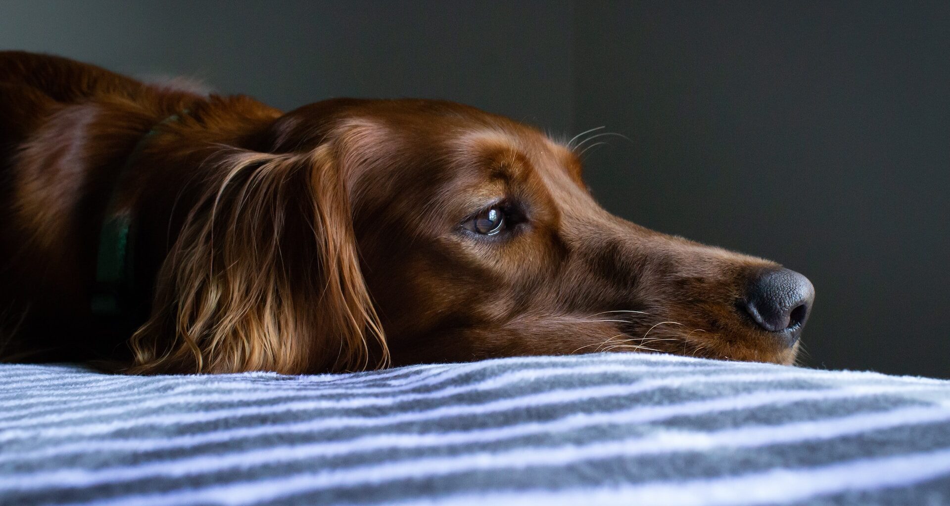 brązowy pies leżący na łóżku i patrzący w dal