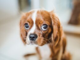 Jaskra u psa: Objawy, leczenie i sposoby zapobiegania
