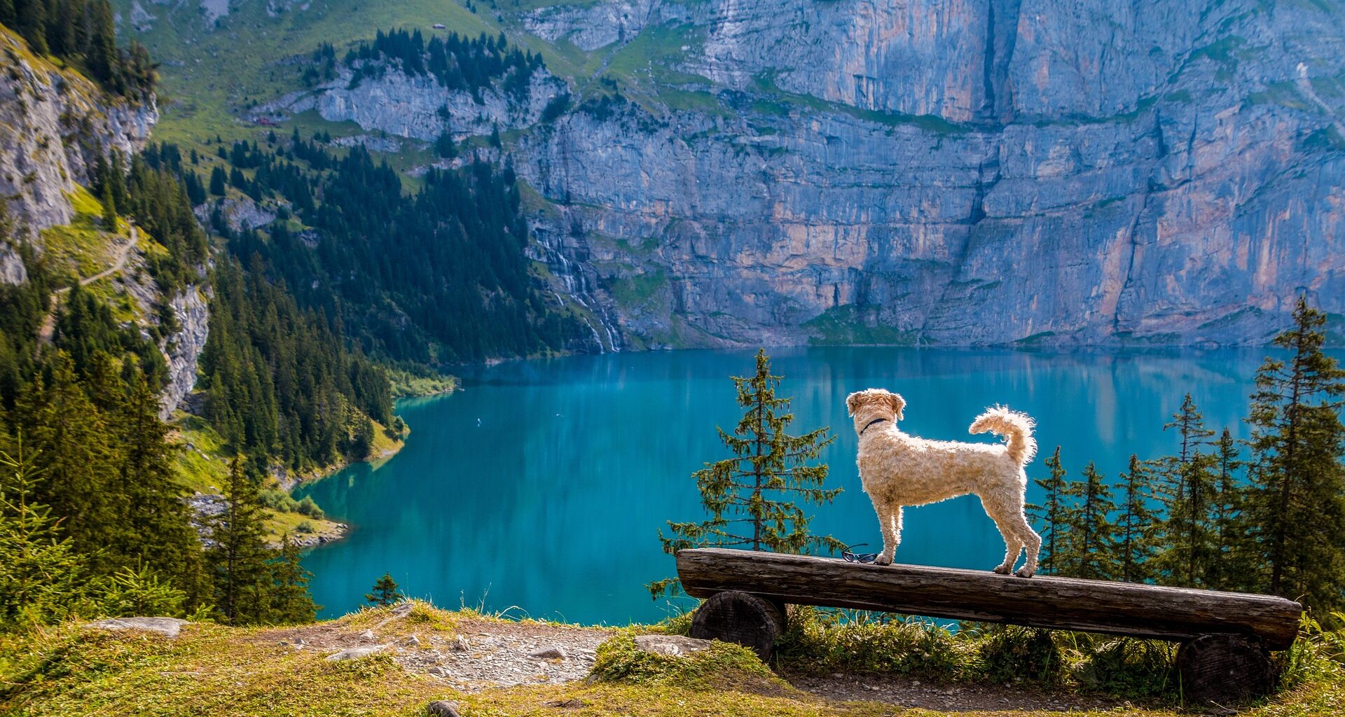 pies stojący na drewnianej belce patrzący w dal, nad stawem