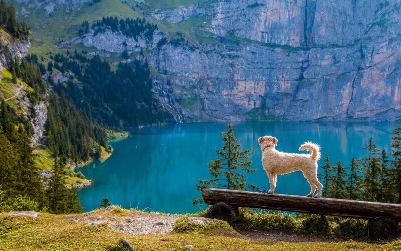 pies stojący na drewnianej belce patrzący w dal, nad stawem
