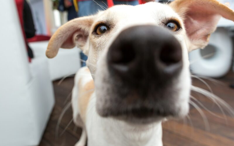 Krwawienie z nosa u psa: Przyczyny, objawy i pierwsza pomoc przy krwotoku
