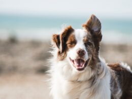 Lęk u pupila: Czy melatonina może pomóc w leczeniu lęku u psa?